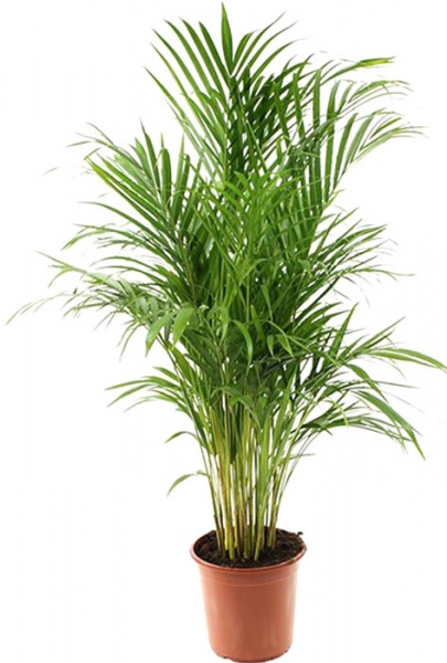 Рослина кімнатна Арека 24/150