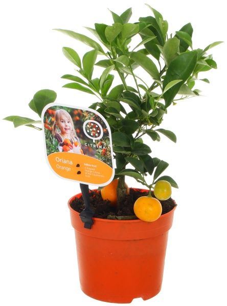 Растение комнатное Цытрус 12х35 см