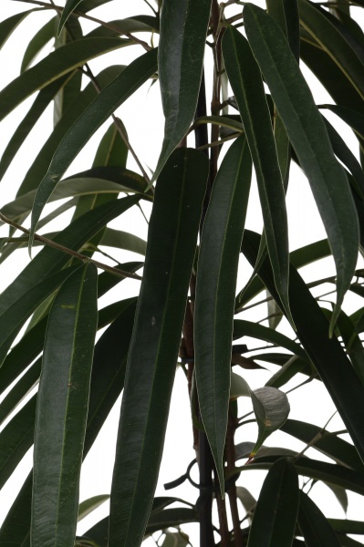 Растение комнатное Фикус 21/90 Амстел