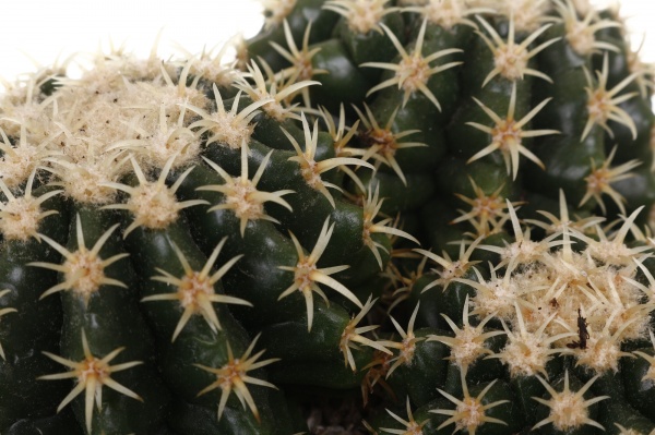 Рослина Кактус мікс d12/h15