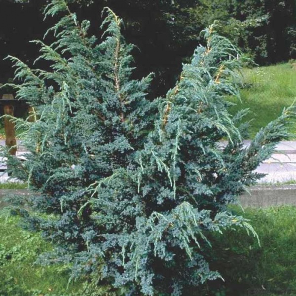 Рослина Ялівець маєрі d17/h30