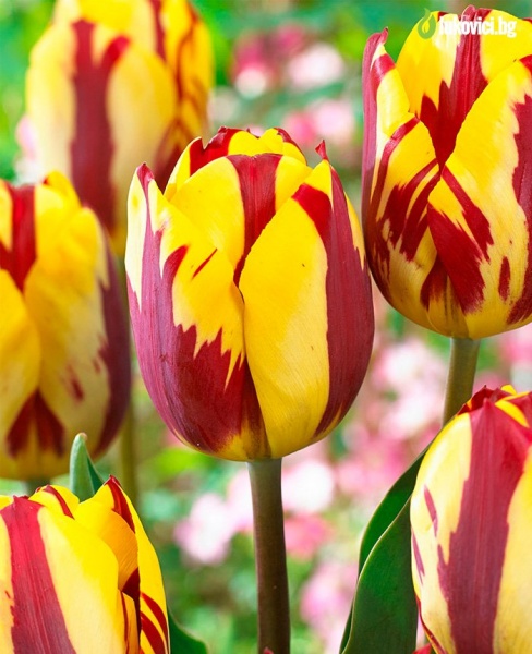 Луковица тюльпана Banja Luka 3 шт. 