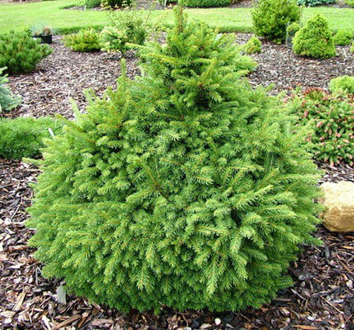 Ель обыкновенная / Picea abies Four Winds, С20