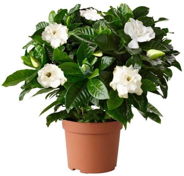 Растение Гардения jasminoides 9/15