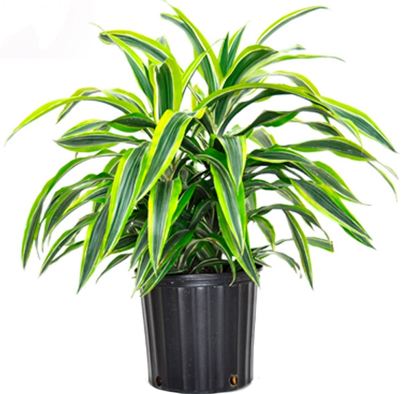 Рослина Драцена мікс без стовбура 12x25 см