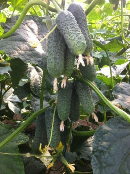 Семена Професійне насіння огурец Бйорн F1 10 шт. (4820176693846)