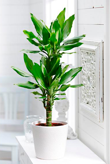 Рослина кімнатна Драцена Steudneri 11х40 см