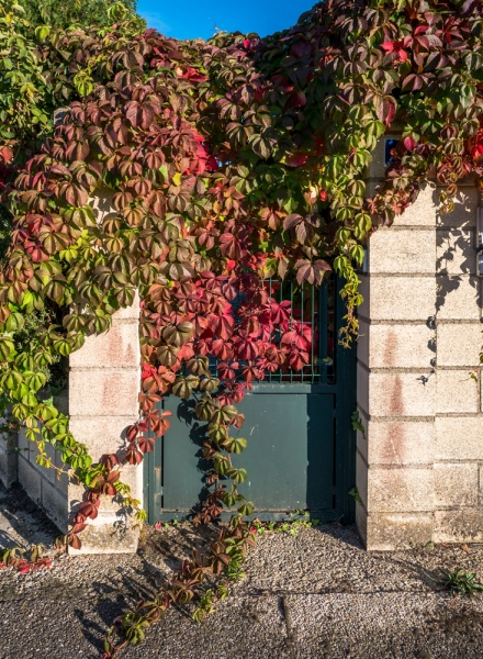 Растение Партеноцисус d17/h70