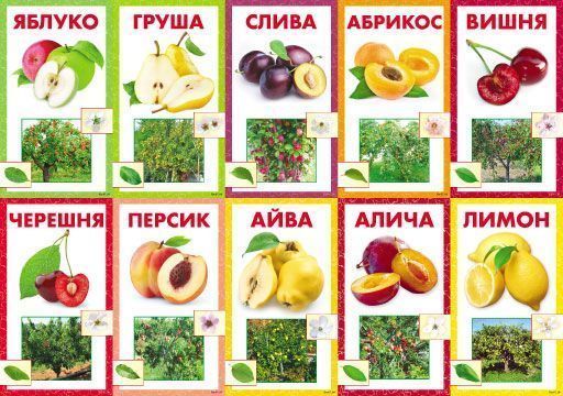 Набор учебный Фрукты 
