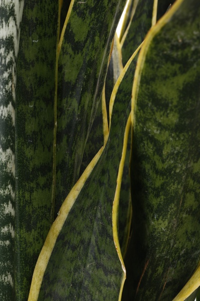 Рослина Сансевієрія 18/80 Laurentii