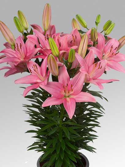 Луковица VWS EXPORT – IMPORT OF FLOWERBULBS B.V. лилии азиатской горшечной Тренди Сан Франциско 1 шт. 