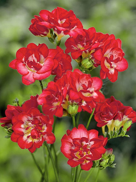 Клубнелуковица фрезии махровой красной 7 шт. 