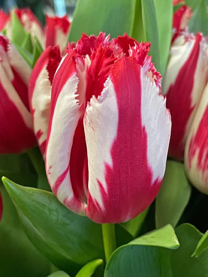 Луковица тюльпана бахромчатого Хеппи Клоун 3 шт.