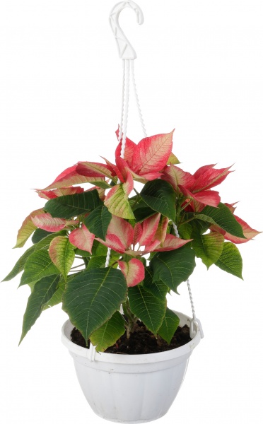 Растение Пуансеттия D20 см