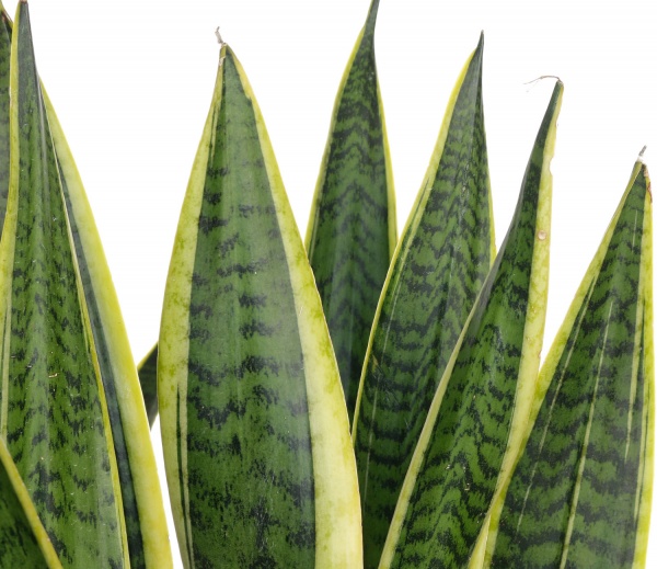 Рослина Сансевієрія 20/70