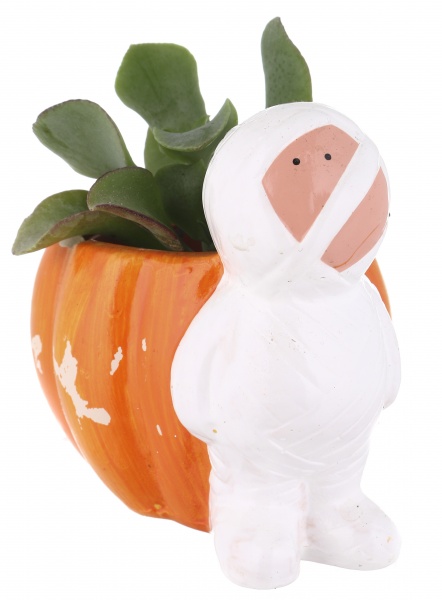 Суккулент в горшке хелоуин 6/12