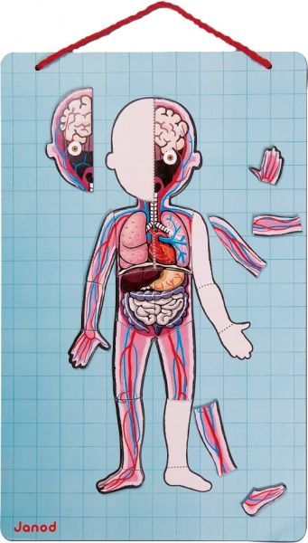 Игровой набор Janod Тело человека J05491
