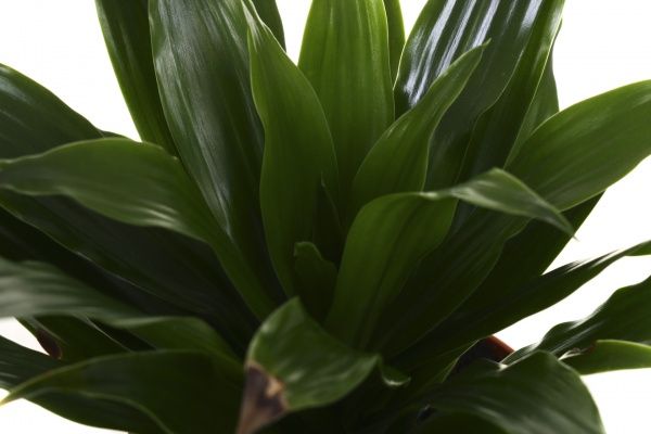 Рослина кімнатна Драцена компакта 12х35 см