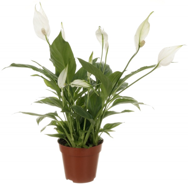 Растение комнатное Спатифиллум 14/50