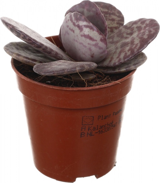 Рослина кімнатна Сукулент 5х8 см