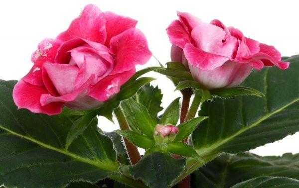 Растение комнатное Глоксиния 12x35 см