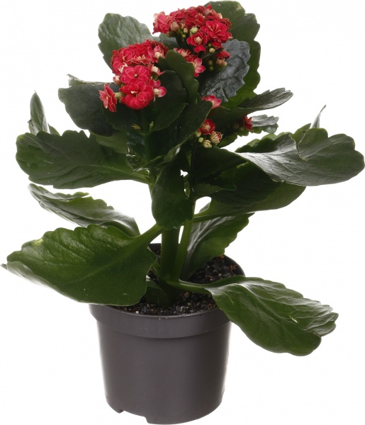 Растение комнатное Каланхоэ микс 10/20