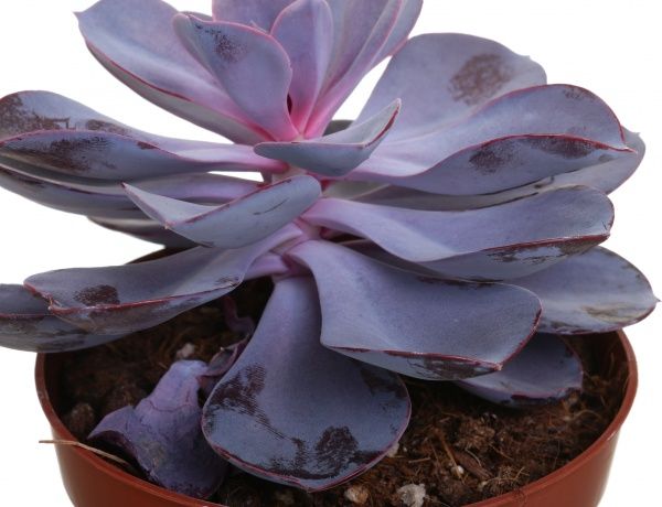 Рослина Ехеверія перпл пірл 12/15