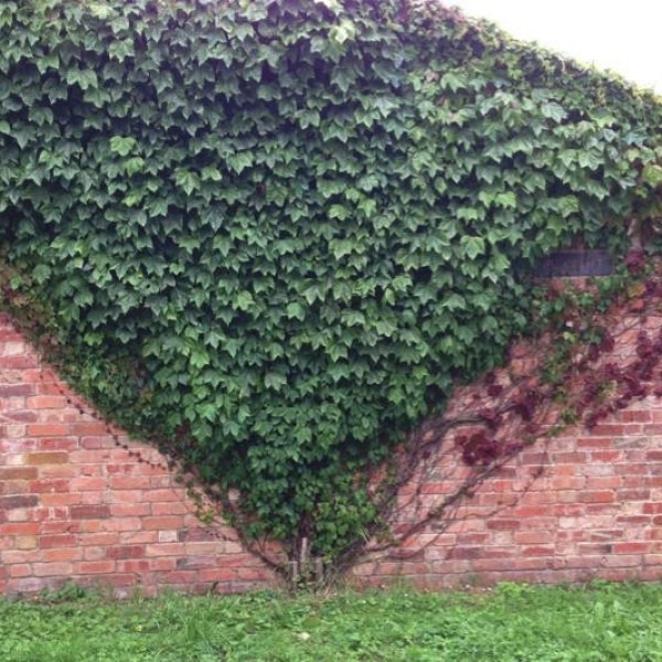 Растение Партеноцисус d17/h70