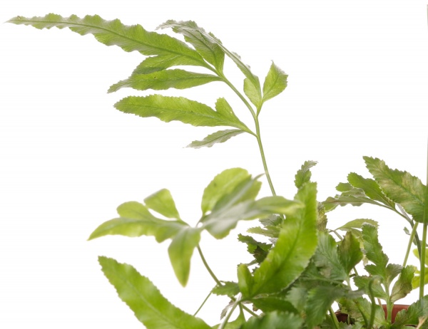 Растение комнатное Папоротная микс 8/20