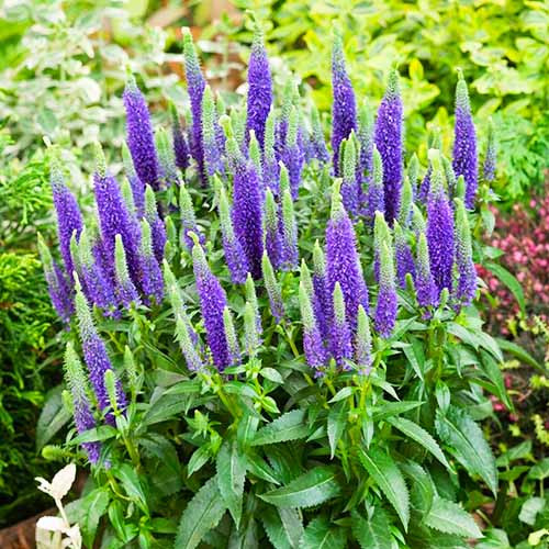 Растение Вероника колосковая Ulster Dwarf Blue C3