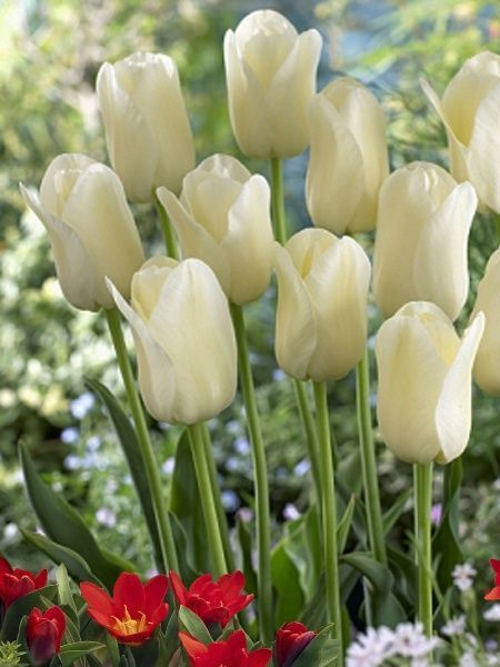 Луковица TUBERBULB Export B.V. тюльпана простого позднего Сити оф Ванкувер 3 шт. 