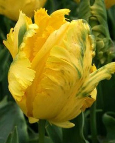 Цибулина Яскрава Texas Gold 3 шт. 