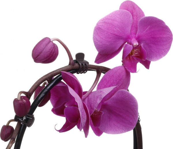 Растение комнатное Фаленопсис Cascade 12x55 см 1 ствол микс