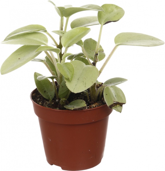 Рослина кімнатна Плантмікс 09//20