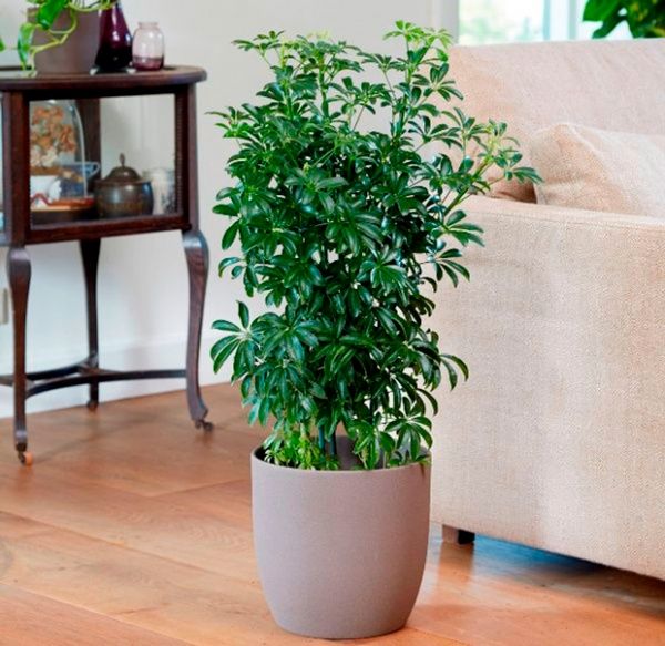 Рослина Шефлера лузіна бранч 23х85 м