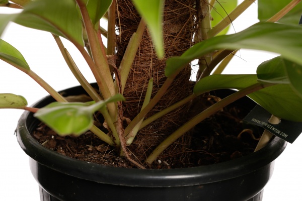 Рослина філодендрон 16/60 сортовий