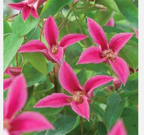 Растение Клематис принцесса диана d11/h40