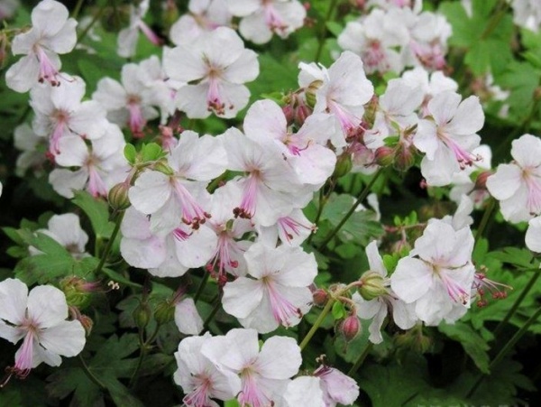 Растение Герань кембриджская St. Ola С3