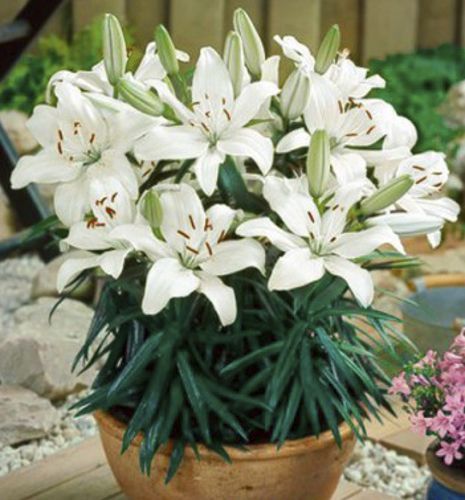 Луковица Яскрава Лилия ориєнтальная низкая New Wave 1 шт. 