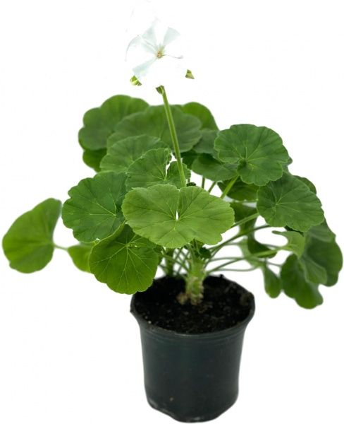 Растение Пеларгония зональная d12