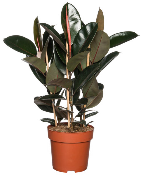 Рослина Фікус elastica Абіджан 12/35