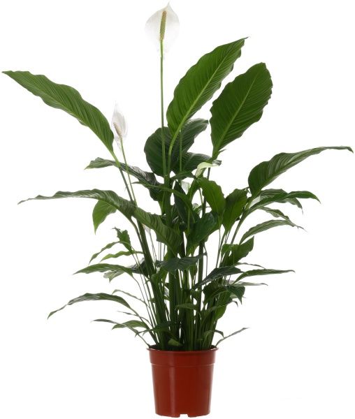 Растение Спатифиллум SWEETY LAURETTA 24х140 см