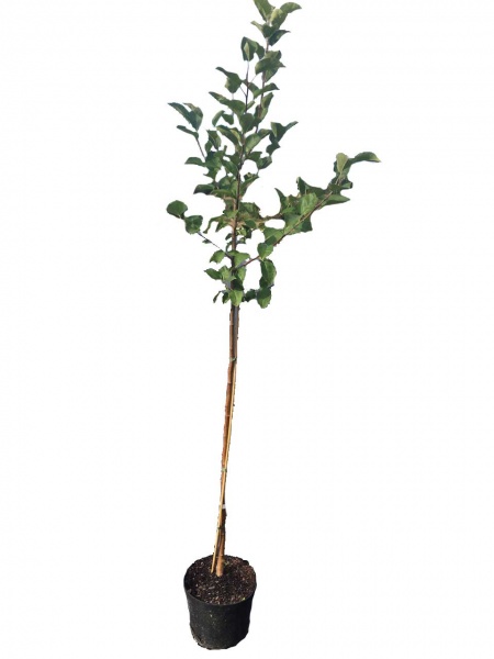 Саженец Саженец яблони двухлетний