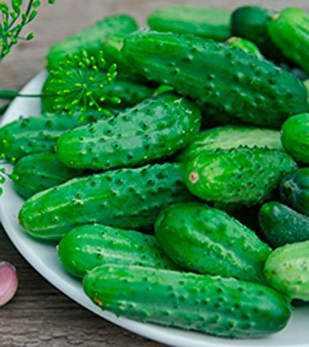 Насіння Садовий Світ огірок Засолочний 1г