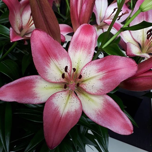 Луковица інше лилия Pallena 1 шт. 