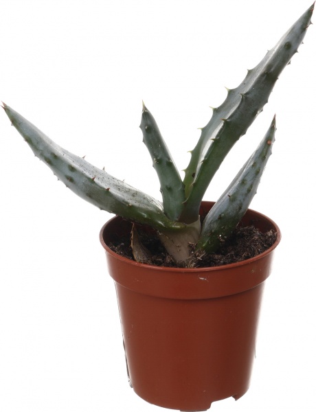 Рослина кімнатна Хавортія мікс 6х10 см