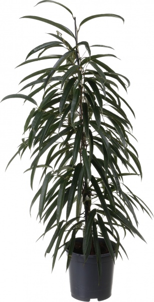 Растение комнатное Фикус 21/90 Амстел