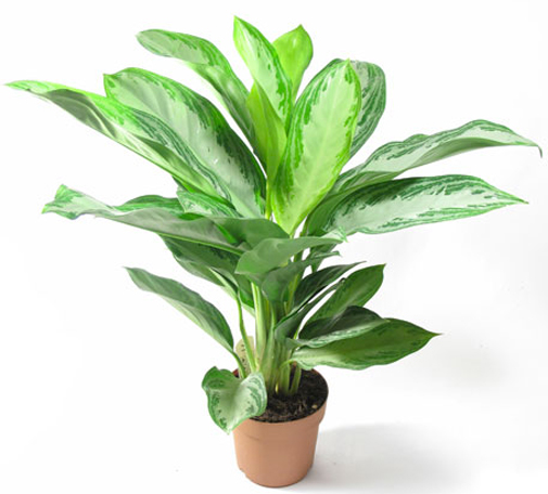 Рослина кімнатна Аглоанема Сільвер Мун d24/h60