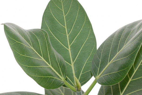 Рослина кімнатна Фікус 27/85 Аudrey