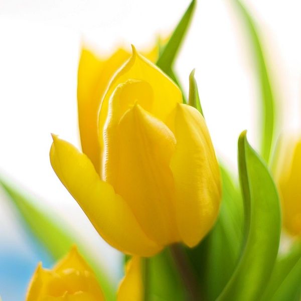 Луковица Тюльпан Strong gold 3 шт. 